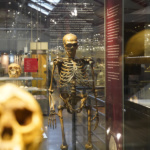 Las 10 cosas del Museo de Ciencias Naturales que más te sorprenderán