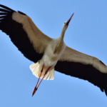 Cigüeña blanca en pleno vuelo