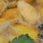 Historia de la seda