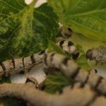 Gusanos de seda comiendo hojas de morera