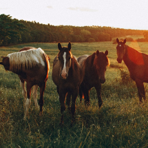 En el Festival del Campo se pueden ver caballos y otros animales de granja o de trabajo.